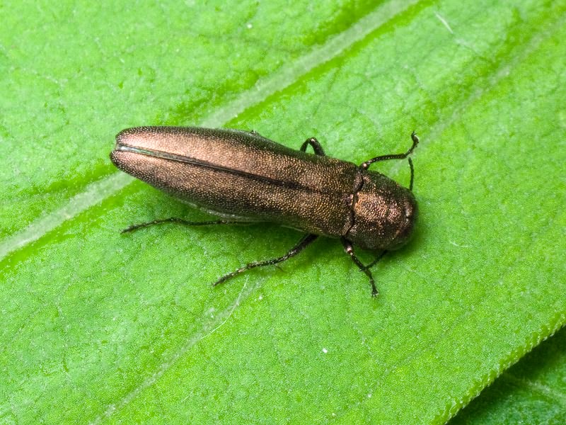 Agrilus zigzag Marseul, 1866